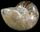 Polished Nautilus Fossil - Huge Specimen! #61347-1